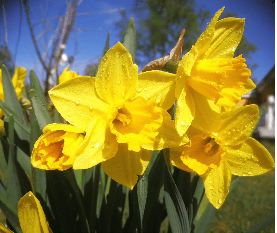 Easter lilly Flower