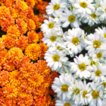White and Orange Flowers on Brown Field