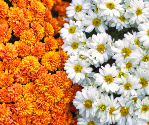 White and Orange Flowers on Brown Field