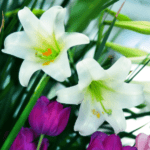 Easter lilies