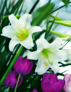 Easter lilies